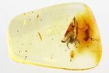 Detailed Fossil Spider (Araneae) In Baltic Amber #288167-1